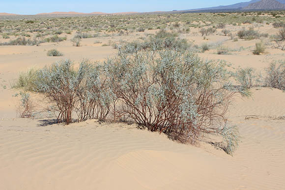  Eriogonum deserticola
